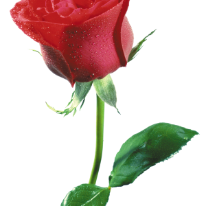 Rose PNG