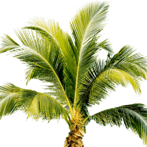 Palm tree PNG