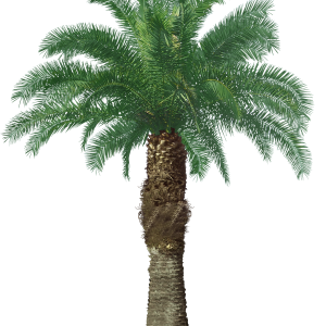 Palm tree PNG