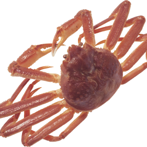 Crab PNG