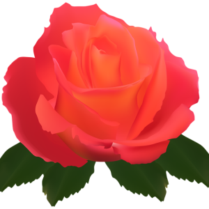 Rose PNG
