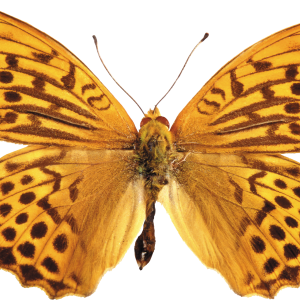 tiger butterfly PNG