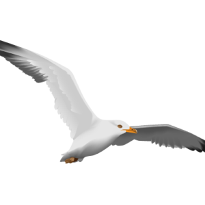 Gull PNG