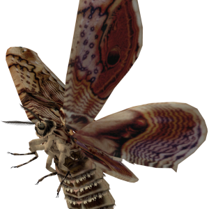 Moth PNG