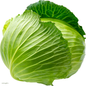 Cabbage PNG image
