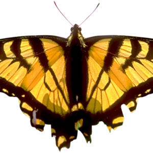 Butterfly PNG image