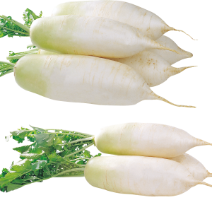 Radish PNG