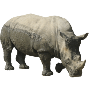 Rhino PNG