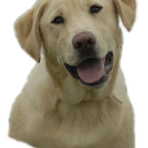 Labrador Retriever PNG