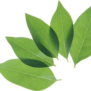 Green leaf PNG