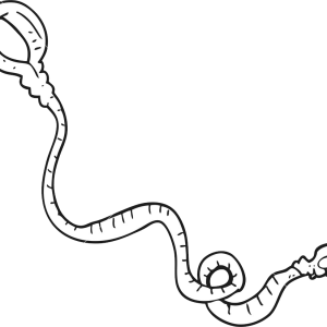 Leash PNG