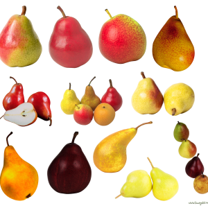 Pears clipart PNG image