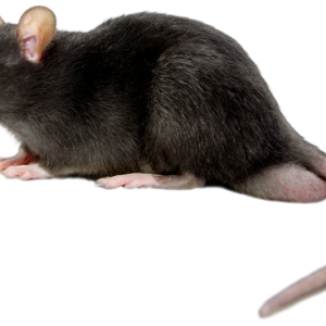 mouse, rat PNG image