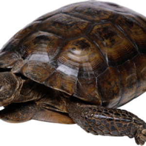 Turtle PNG