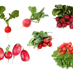 Radish PNG