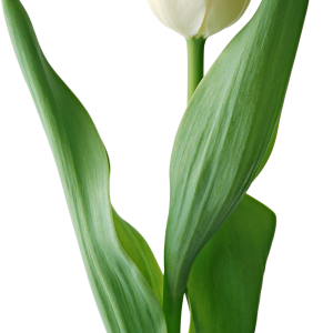 White tulip PNG image
