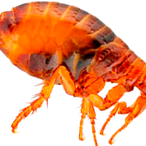 Flea PNG