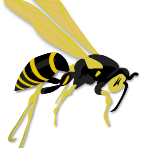 Wasp PNG