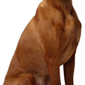 Dog PNG