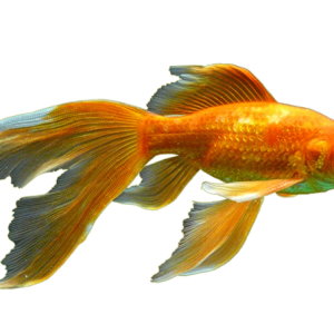 Goldfish PNG