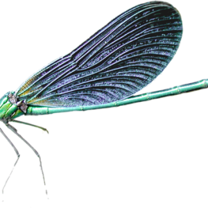 Dragonfly PNG