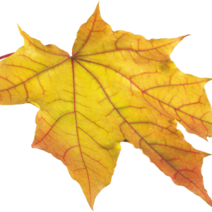 yellow autumn PNG leaf