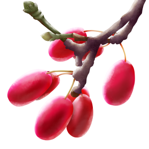 Berberis PNG