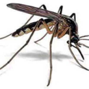 Mosquito PNG