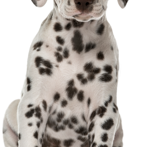 Dalmatian puppy sitting PNG