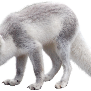 Arctic fox PNG