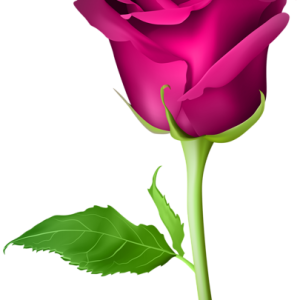 Rose PNG