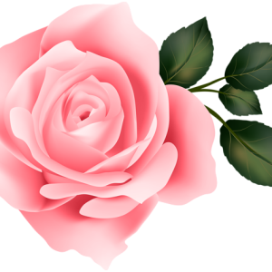 Rose PNG