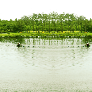 Forest PNG