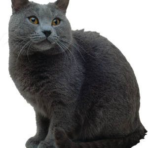 grey Cat PNG