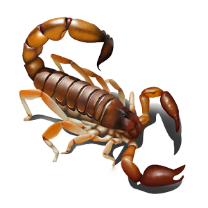 Scorpion PNG