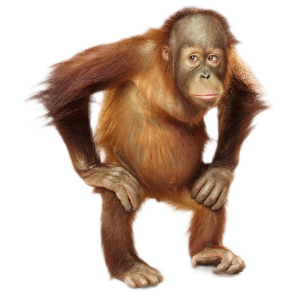 Orangutan PNG