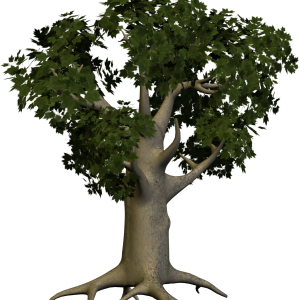 tree png image