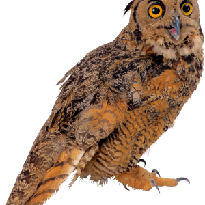 Owl PNG