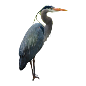 Heron PNG