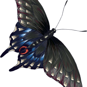 grey butterfly PNG