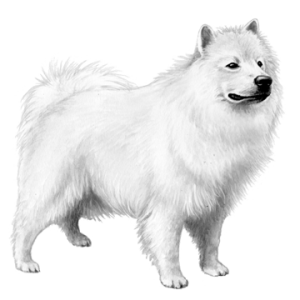Samoyed PNG