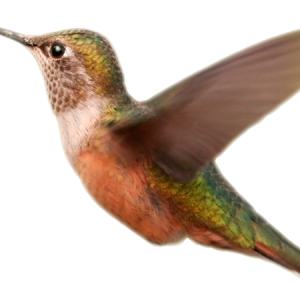 Bird PNG