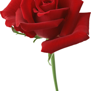 Rose PNG