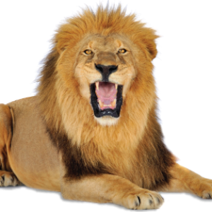 Lion PNG