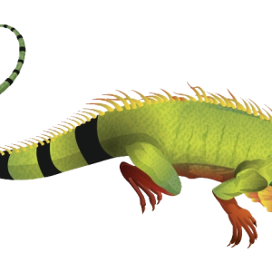 Iguana PNG
