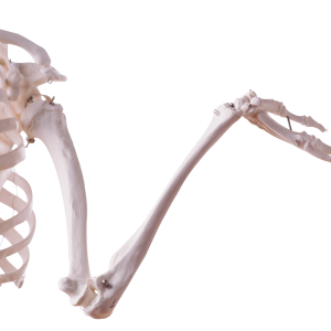 Skeleton PNG