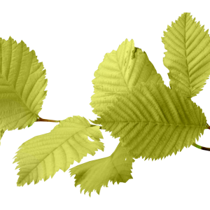 autumn PNG leaf