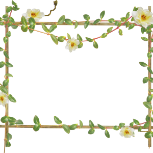 Floral frame PNG