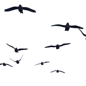 Bird PNG
