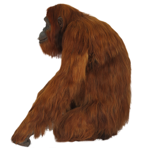 Orangutan PNG